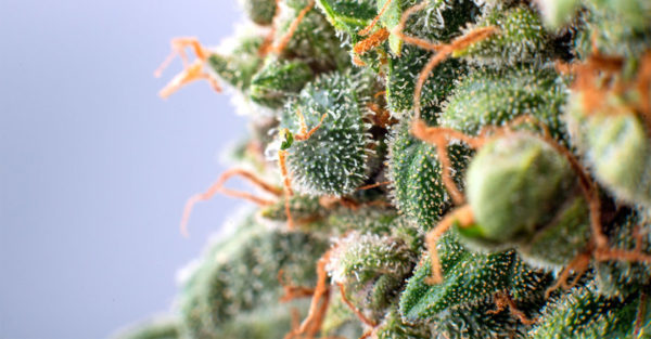 cbd-flowers-tricomas