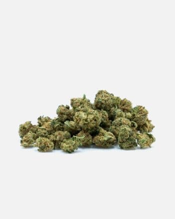 Small bud Malibu Exotic