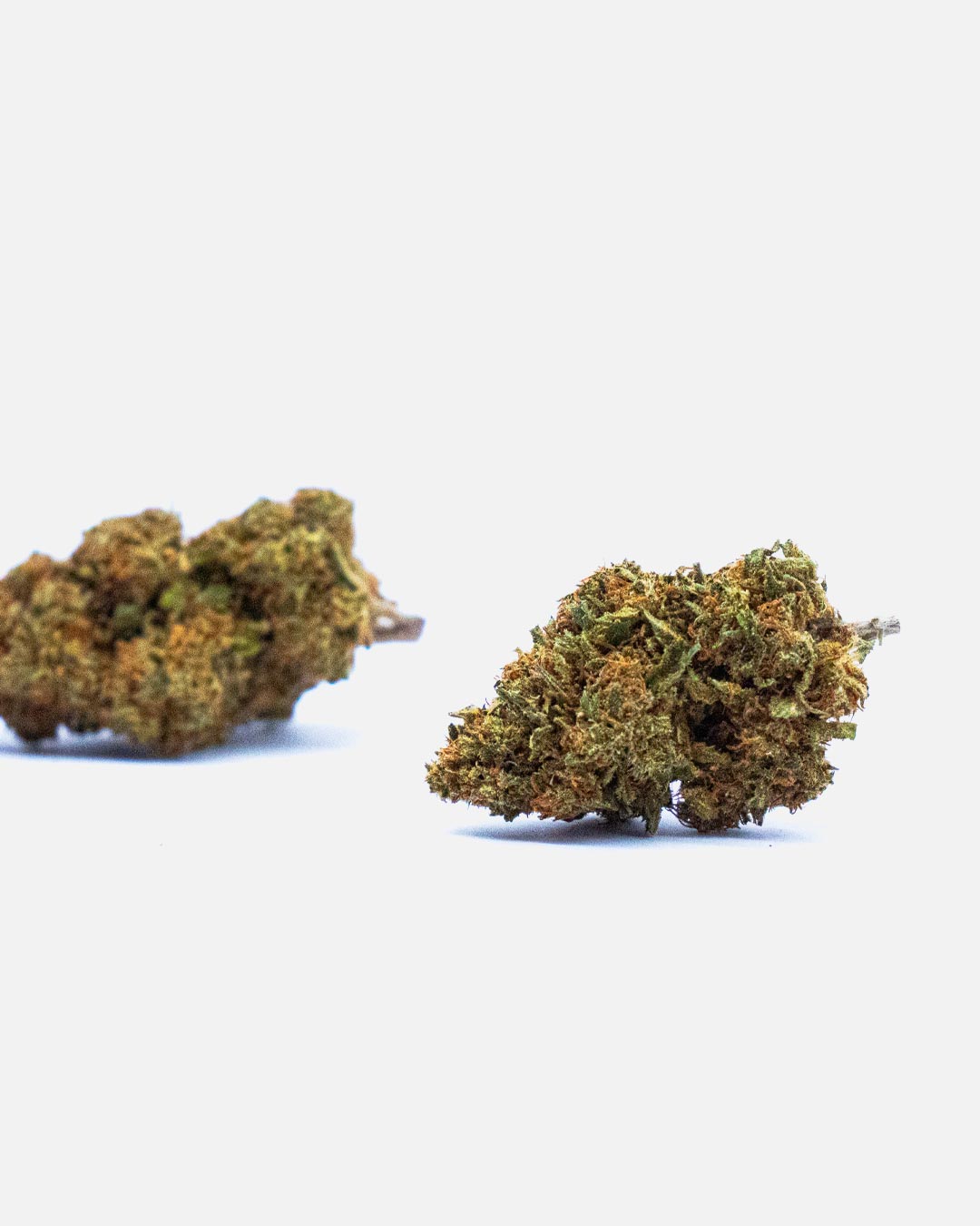 Kritikal Bilbo-thetreecbd-web-2