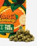 tangie banangi smalls 1